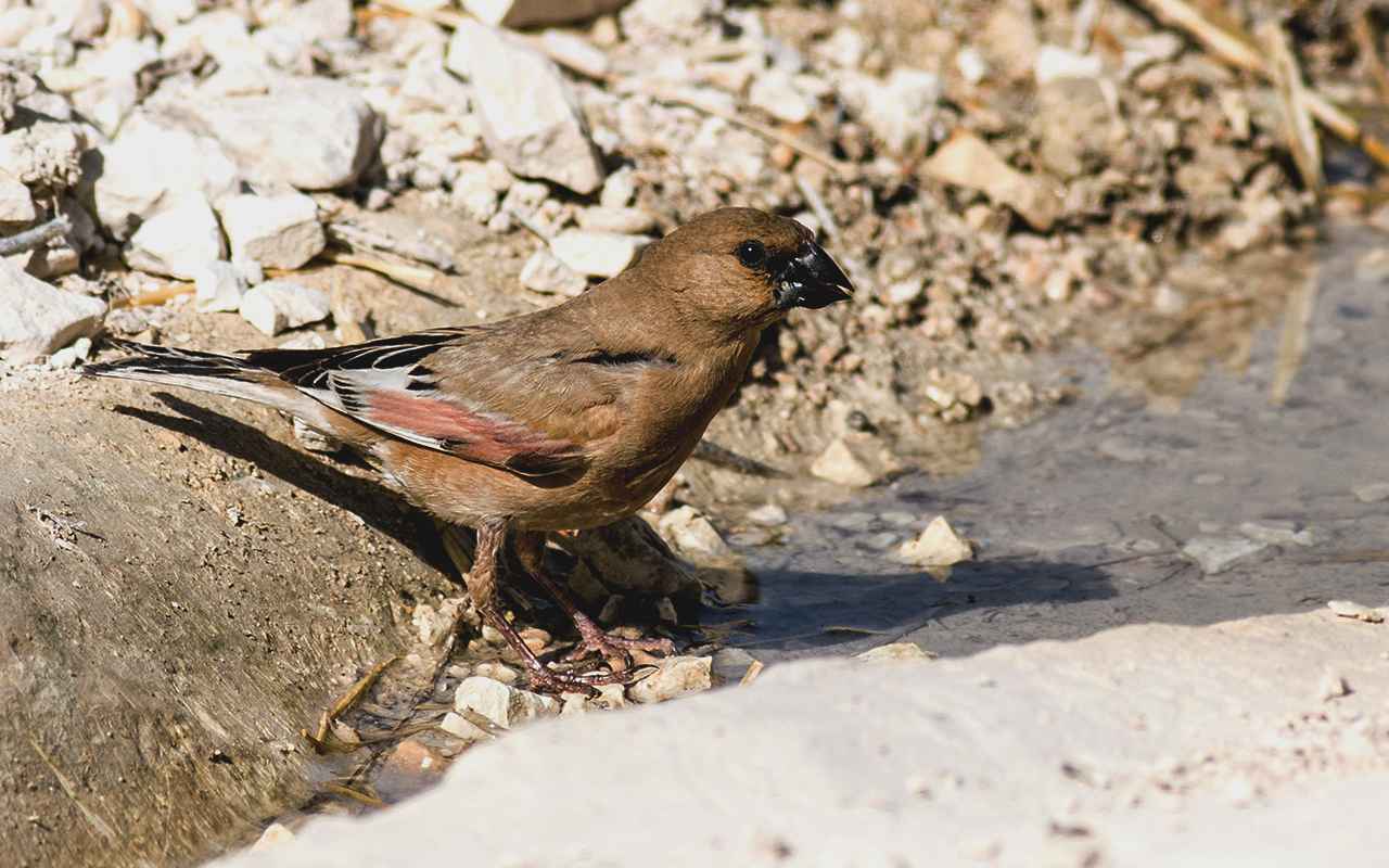 Desert Finch